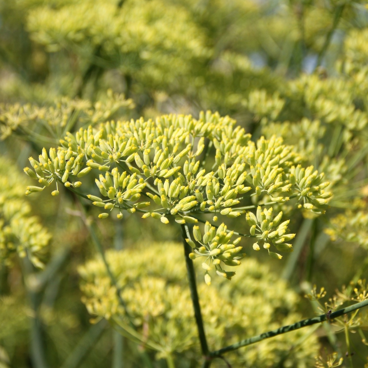 13 Incredible Benefits Of Anise Essential Oil Attributed To Its Properties