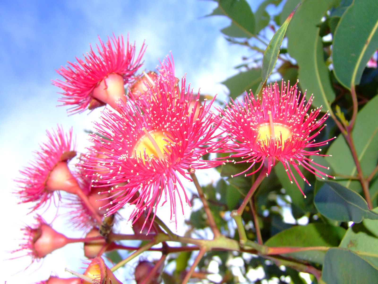 Розовый эвкалипт Австралии
