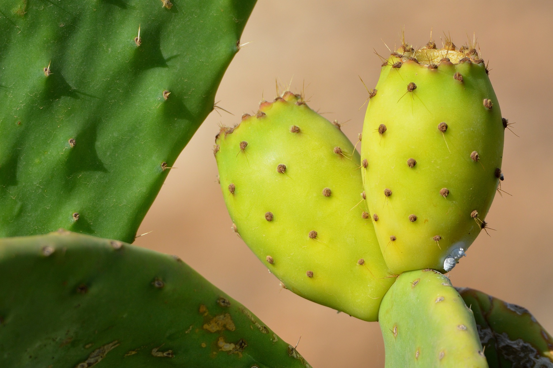 The Number One Name For Prickly Pear Seed Oil Bioprogreen