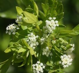 Celery Essential Oil