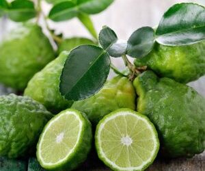 Bergamot Essential Oil