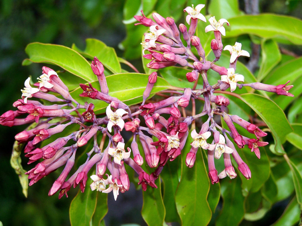 sandalwood-essential-oil