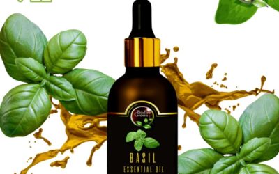 Basil essential oil for bulk seller