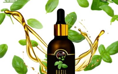 Basil essential oil for wholesaler