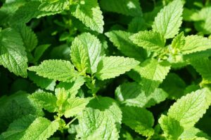 Peppermint Essential Oil: A Story of Innovation and Excellence